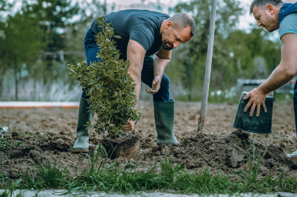 Best Tree Disease Treatment  in Concordia, MO